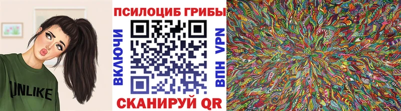Псилоцибиновые грибы Psilocybe  Нелидово 